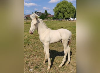 PRE, Stallion, 1 year, Pearl