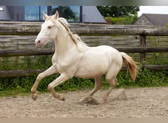 PRE, Stallion, 1 year, Pearl