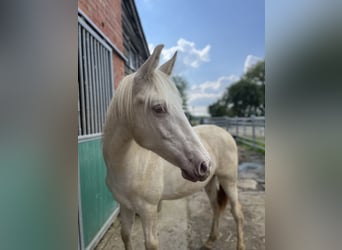 PRE, Stallion, 1 year, Pearl