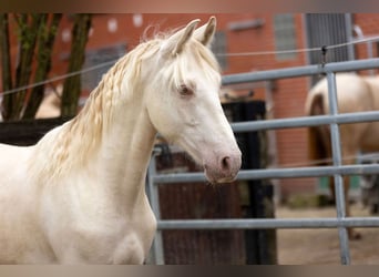 PRE, Stallion, 1 year, Pearl