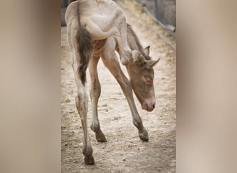 PRE, Stallion, 1 year, Perlino