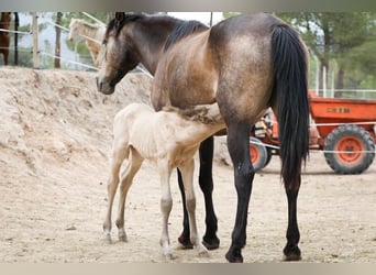 PRE, Stallion, 1 year, Perlino