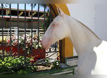 PRE, Stallion, 1 year, Perlino