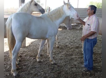 PRE, Stallion, 1 year, Perlino