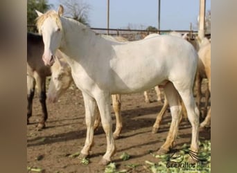 PRE, Stallion, 1 year, Perlino