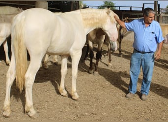 PRE, Stallion, 1 year, Perlino