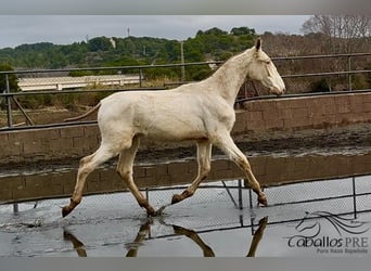 PRE Mix, Stallion, 1 year, Perlino