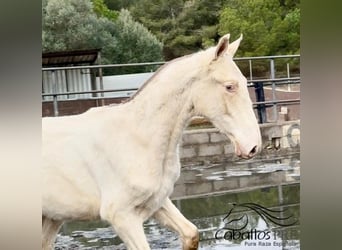 PRE Mix, Stallion, 1 year, Perlino