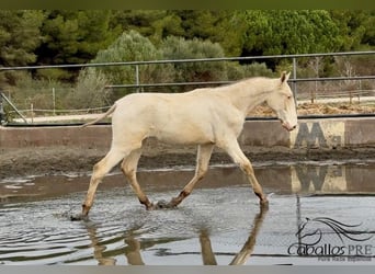 PRE Mix, Stallion, 1 year, Perlino