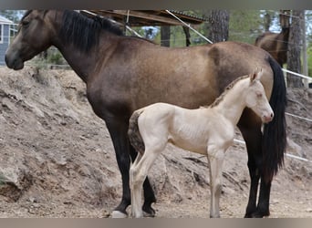PRE, Stallion, 1 year, Perlino