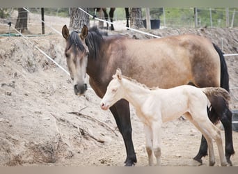 PRE, Stallion, 1 year, Perlino