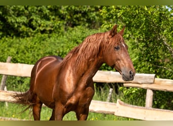 PRE, Stallion, 23 years, 15,1 hh, Chestnut-Red