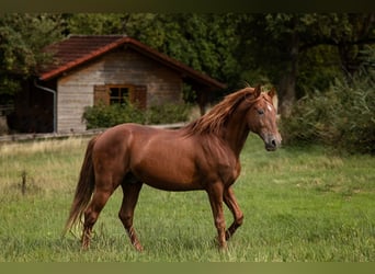 PRE, Stallion, 23 years, 15,1 hh, Chestnut-Red