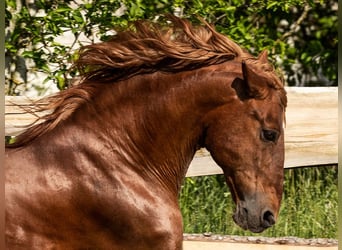 PRE, Stallion, 23 years, 15,1 hh, Chestnut-Red