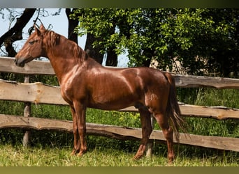 PRE, Stallion, 23 years, 15,1 hh, Chestnut-Red