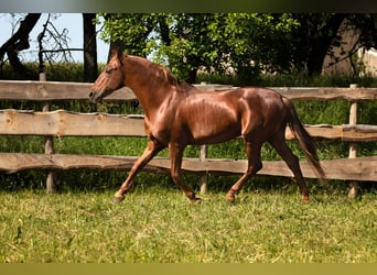 PRE, Stallion, 23 years, 15,1 hh, Chestnut-Red