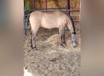 PRE Mix, Stallion, 2 years, 14.1 hh, Champagne