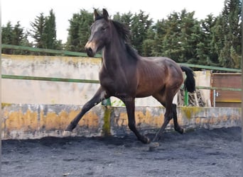 PRE, Stallion, 2 years, 14.2 hh, Dun PRE, Stallion, 2 years, 14.2 hh, Dun