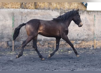 PRE, Stallion, 2 years, 14.2 hh, Dun PRE, Stallion, 2 years, 14.2 hh, Dun