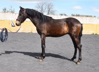 PRE, Stallion, 2 years, 14.2 hh, Dun PRE, Stallion, 2 years, 14.2 hh, Dun