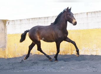 PRE, Stallion, 2 years, 14.2 hh, Dun PRE, Stallion, 2 years, 14.2 hh, Dun