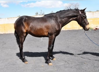 PRE, Stallion, 2 years, 14.2 hh, Dun PRE, Stallion, 2 years, 14.2 hh, Dun
