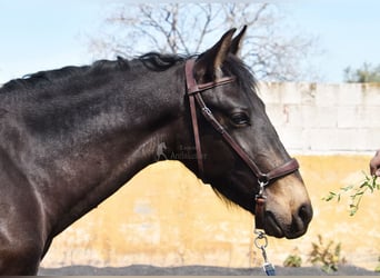 PRE, Stallion, 2 years, 14.2 hh, Dun PRE, Stallion, 2 years, 14.2 hh, Dun