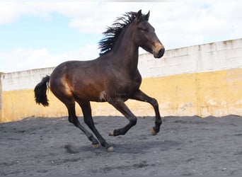 PRE, Stallion, 2 years, 14.2 hh, Dun PRE, Stallion, 2 years, 14.2 hh, Dun
