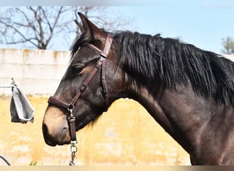 PRE, Stallion, 2 years, 14.2 hh, Dun PRE, Stallion, 2 years, 14.2 hh, Dun