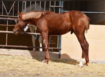 PRE, Stallion, 2 years, 14 hh, Chestnut-Red