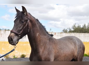 PRE, Stallion, 2 years, 14,1 hh, Grey