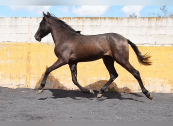 PRE, Stallion, 2 years, 14,1 hh, Grey