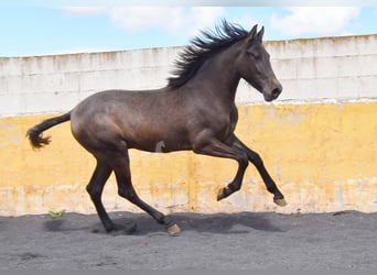 PRE, Stallion, 2 years, 14,1 hh, Grey
