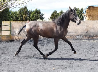 PRE, Stallion, 2 years, 14,1 hh, Grey