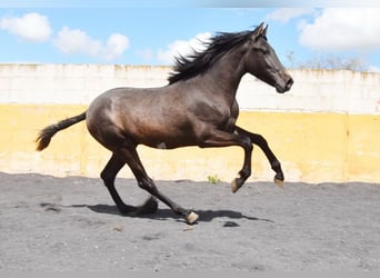 PRE, Stallion, 2 years, 14,1 hh, Grey