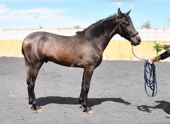 PRE, Stallion, 2 years, 14,1 hh, Grey