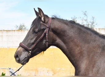 PRE, Stallion, 2 years, 14,1 hh, Grey