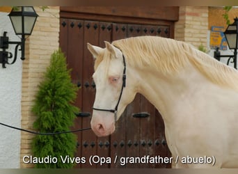 PRE, Stallion, 2 years, 14,1 hh, Grey