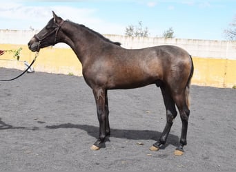 PRE, Stallion, 2 years, 14,1 hh, Grey