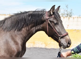 PRE, Stallion, 2 years, 14,1 hh, Grey