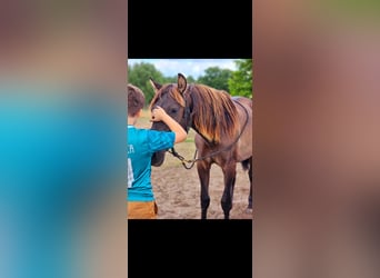 PRE Mix, Stallion, 2 years, 14,3 hh, Black