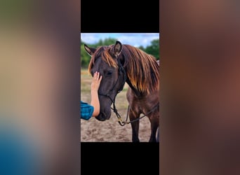 PRE Mix, Stallion, 2 years, 14,3 hh, Black