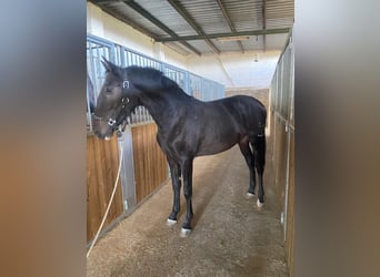 PRE, Stallion, 2 years, 15,1 hh, Bay-Dark