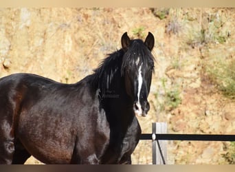 PRE, Stallion, 2 years, 15,1 hh, Black