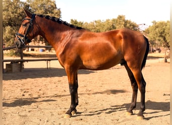 PRE, Stallion, 2 years, 15.1 hh, Brown