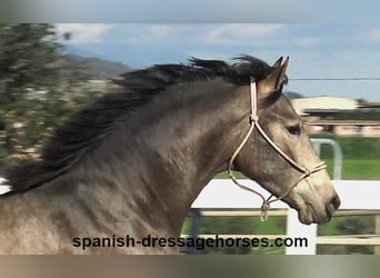 PRE, Stallion, 2 years, 15,1 hh, Buckskin