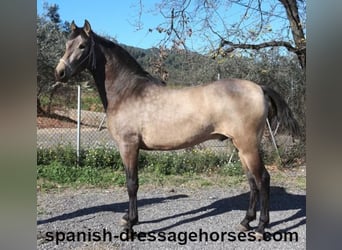 PRE, Stallion, 2 years, 15,1 hh, Buckskin