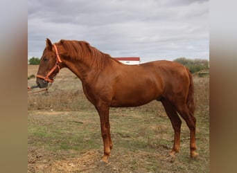 PRE, Stallion, 2 years, 15.1 hh, Chestnut-Red