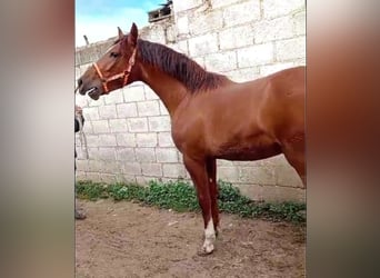 PRE Mix, Stallion, 2 years, 15,1 hh, Chestnut-Red