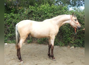 PRE Mix, Stallion, 2 years, 15,1 hh, Dun